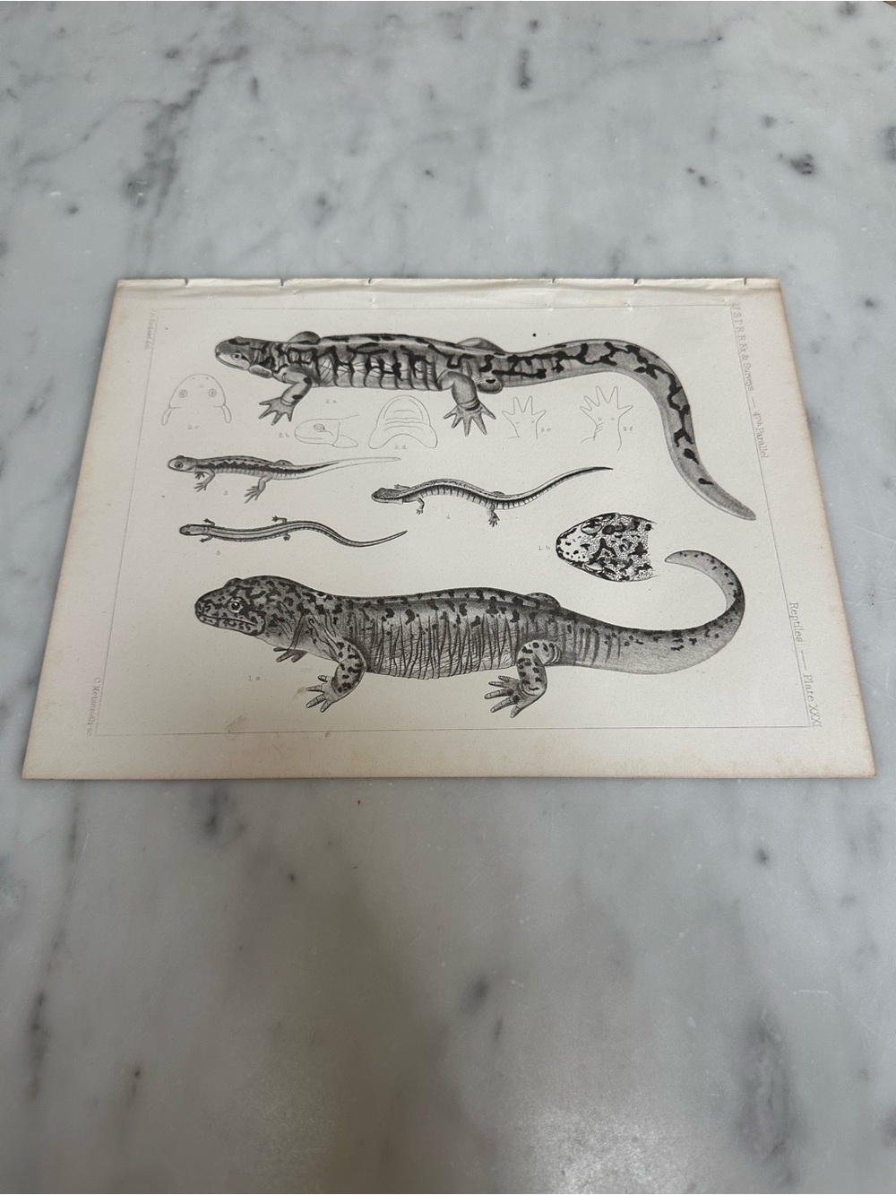 Mid 19th Century Us Pacifc Railroad Salamander Lithograph Book Plate